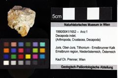 Foto (Objket + Etiketten) von Gastrodorus sp. 